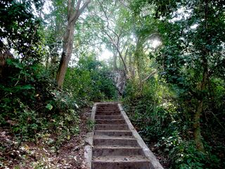 Stone steps climbing through dense green forest.