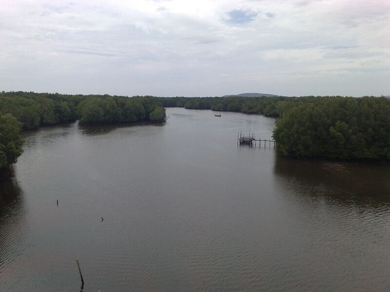 A wide, calm river between two banks of dense green mangrove forest, under a cloudy sky.