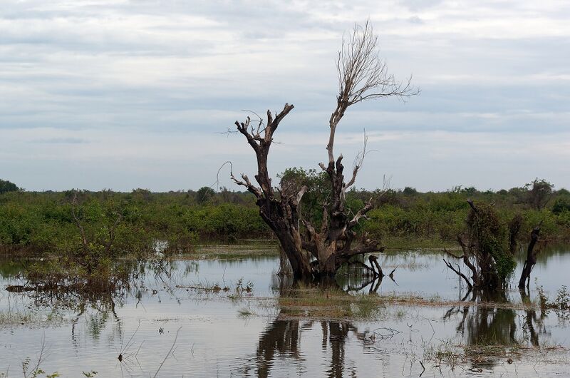 A dead tree and bare stumps standing in shallow floodwater, with green scrub behind them and a cloudy sky.
