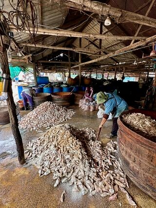 A covered work yard with heaps of fish on the floor and a worker beside wooden barrels.