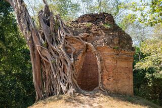 A brick tower gripped by thick tree roots, with forest behind.