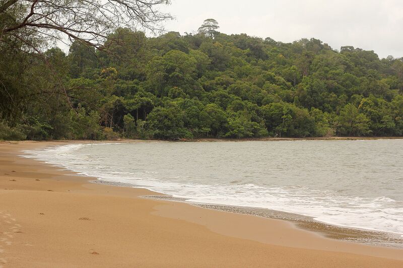 A sandy beach curving along calm water, backed by dense green forest under a gray sky.