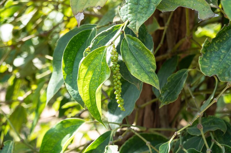 A single hanging spike of small round green peppercorns among broad glossy leaves, with a brown vine trunk behind it.