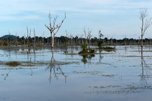 A wide sheet of still water with bare dead trees standing in it and reflected on the surface, under a pale blue sky with a line of forest behind.