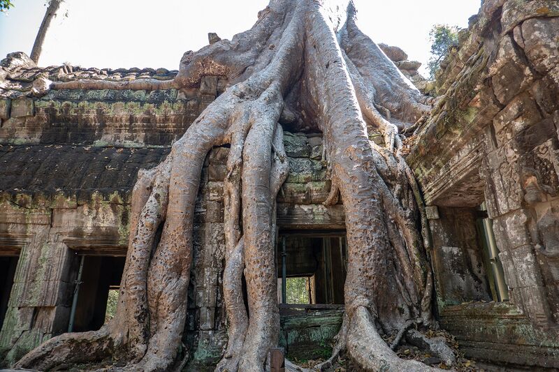 Pale tree roots pouring over the stone roof and doorways of a ruined temple gallery.