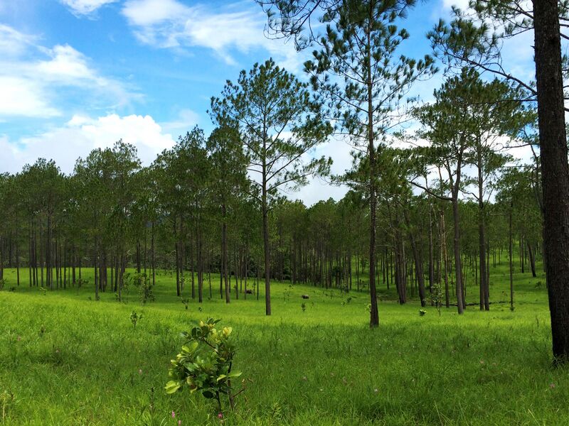 Tall, slender pine trees stand spaced apart over bright green grass, thinning to an open meadow on the left, under a blue sky with scattered white clouds.