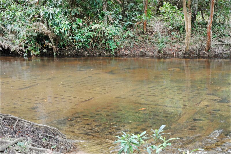 Rows of small carved squares and knobs visible under shallow clear water in a forest stream.