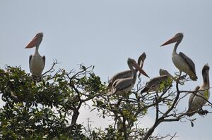 A group of large grey and white pelicans with long pink bills perched on the leafy top branches of a tree against a pale sky.