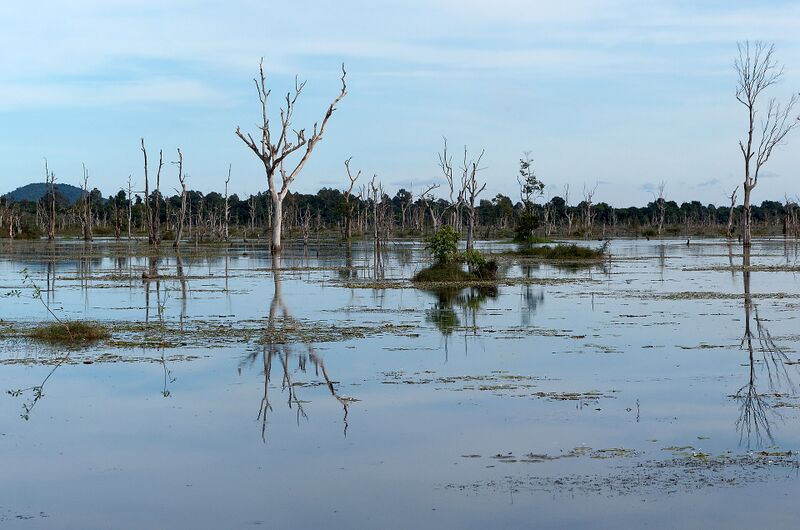 Bare dead trees stand in shallow still water with a distant tree line under a blue sky.
